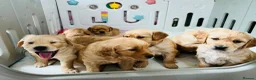 Golden Retriever dogs for sale: Extensively health tested kc reg golden retrievers - Advert 9
