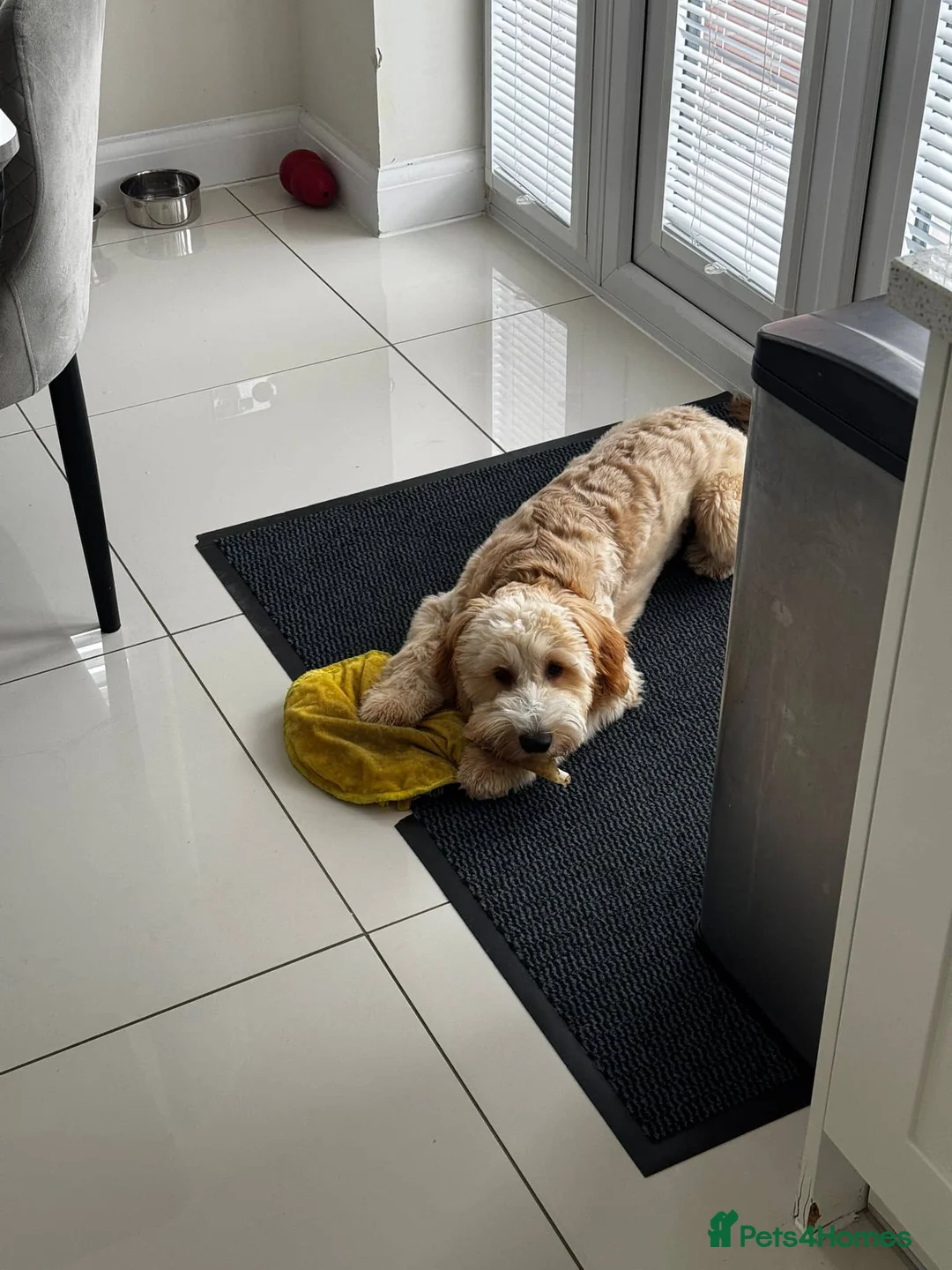 Mixed Breed dogs for sale: 6 Month - Australian Labradoodle × Cocker Spaniel - Advert 2