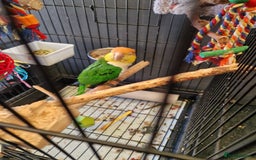 Parrots birds for sale: 11 month old male caique  - Image 6