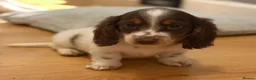 Miniature Dachshund dogs for sale: Two stunning male miniature dachshund puppy’s  - Advert 3