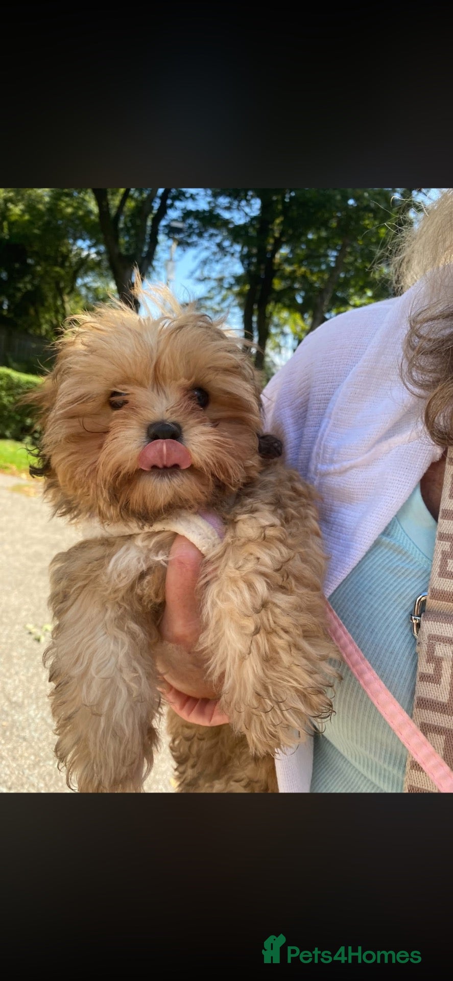 Shihpoo dogs WAITING LIST Toy shihpoo puppies  - Advert 1