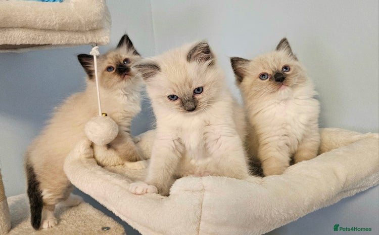 Ragdoll cats - Advert 3