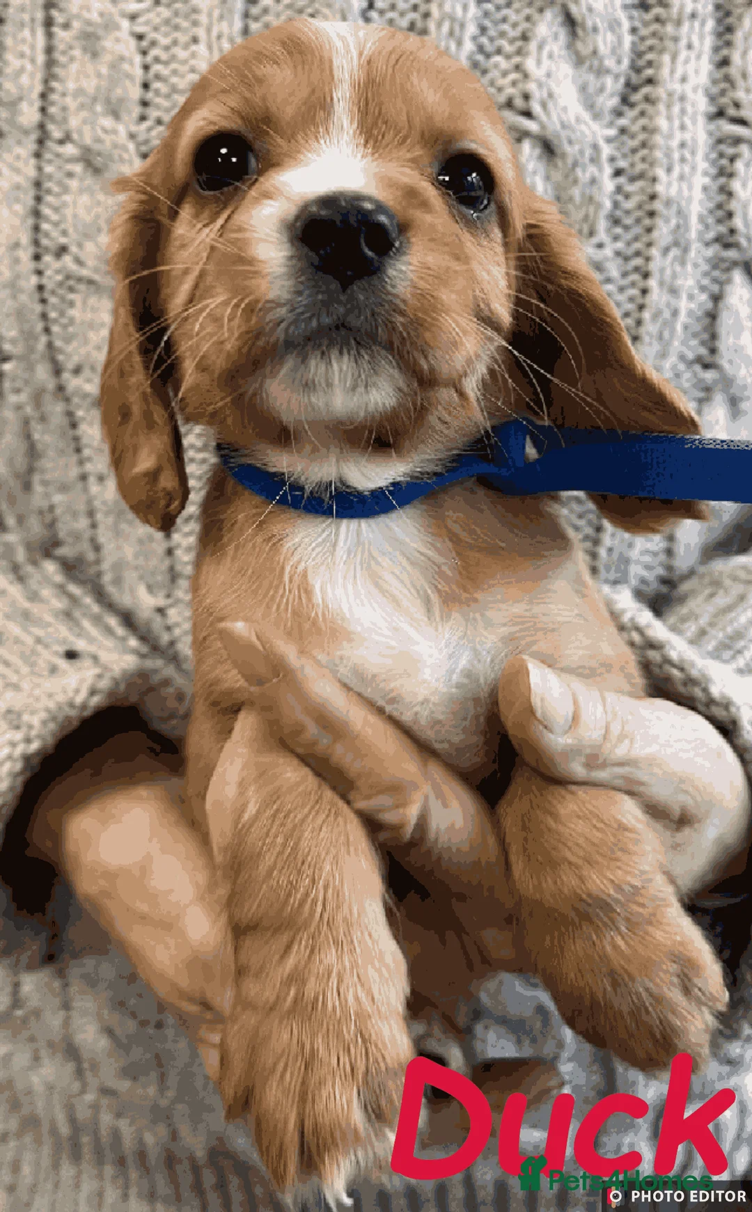 Cockalier dogs for sale: Adorable Cockalier Puppies - Advert 14