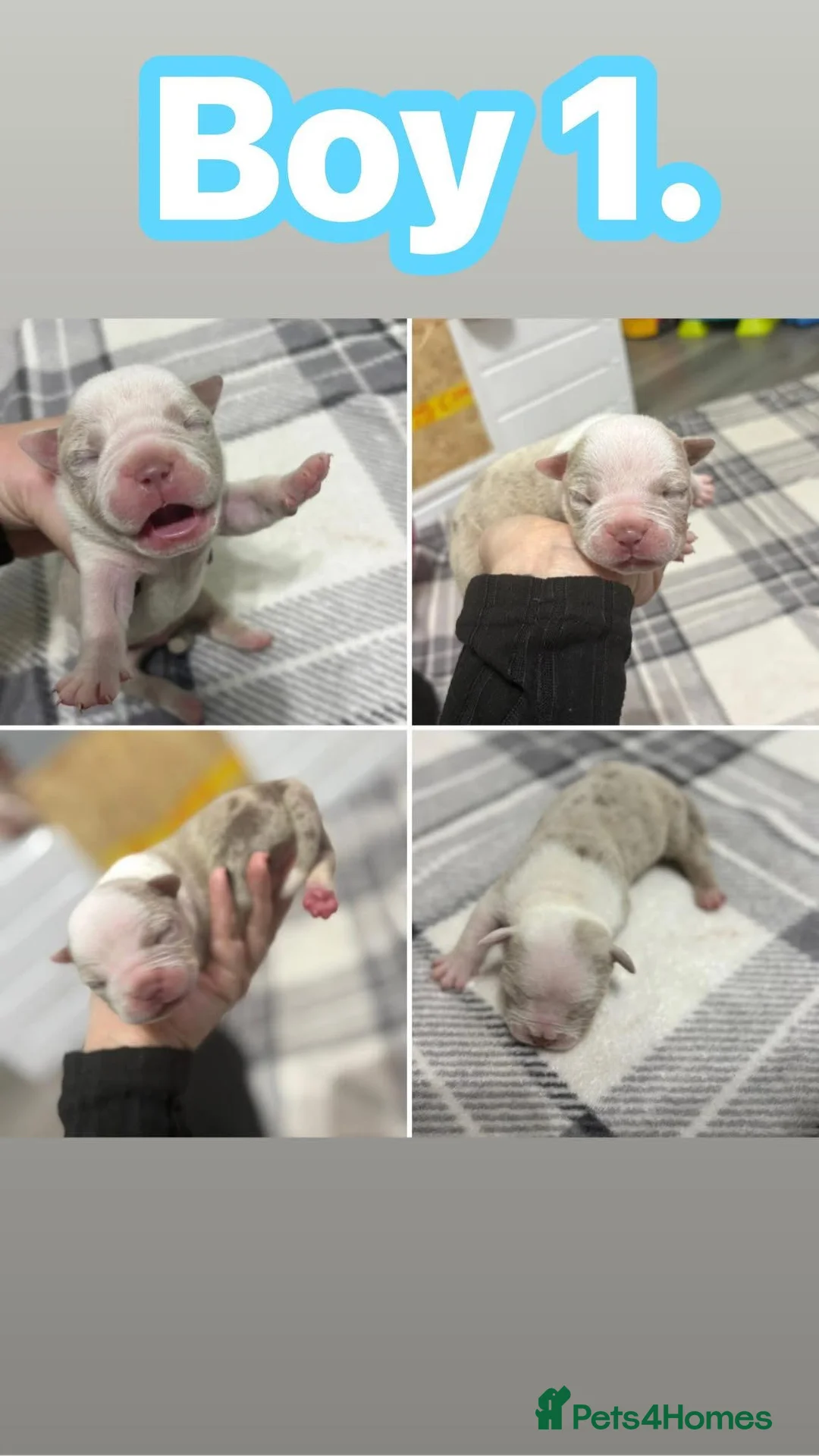 American Bully dogs for sale: Pocket bully’s  in Cradley Heath - Advert 27