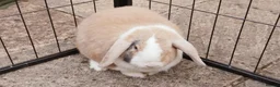Dwarf Lop rabbits for sale: 2 Rabbits for Sale both castration and vaccinated in Nottingham - Advert 4