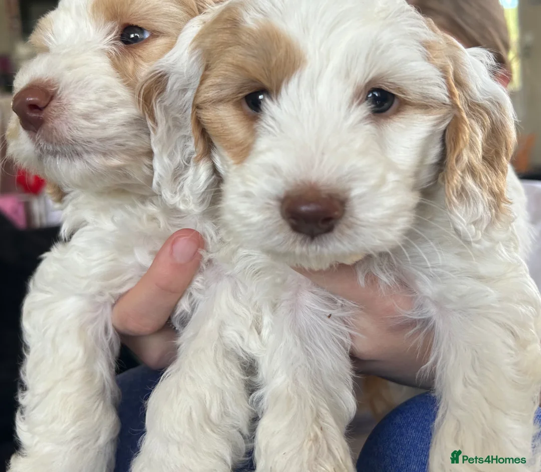 Cockapoo dogs for sale: Cockerpoo Puppies - Advert 19