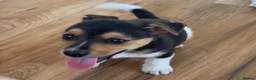 Jack Russell dogs for sale: Jack Russell  - Advert 8