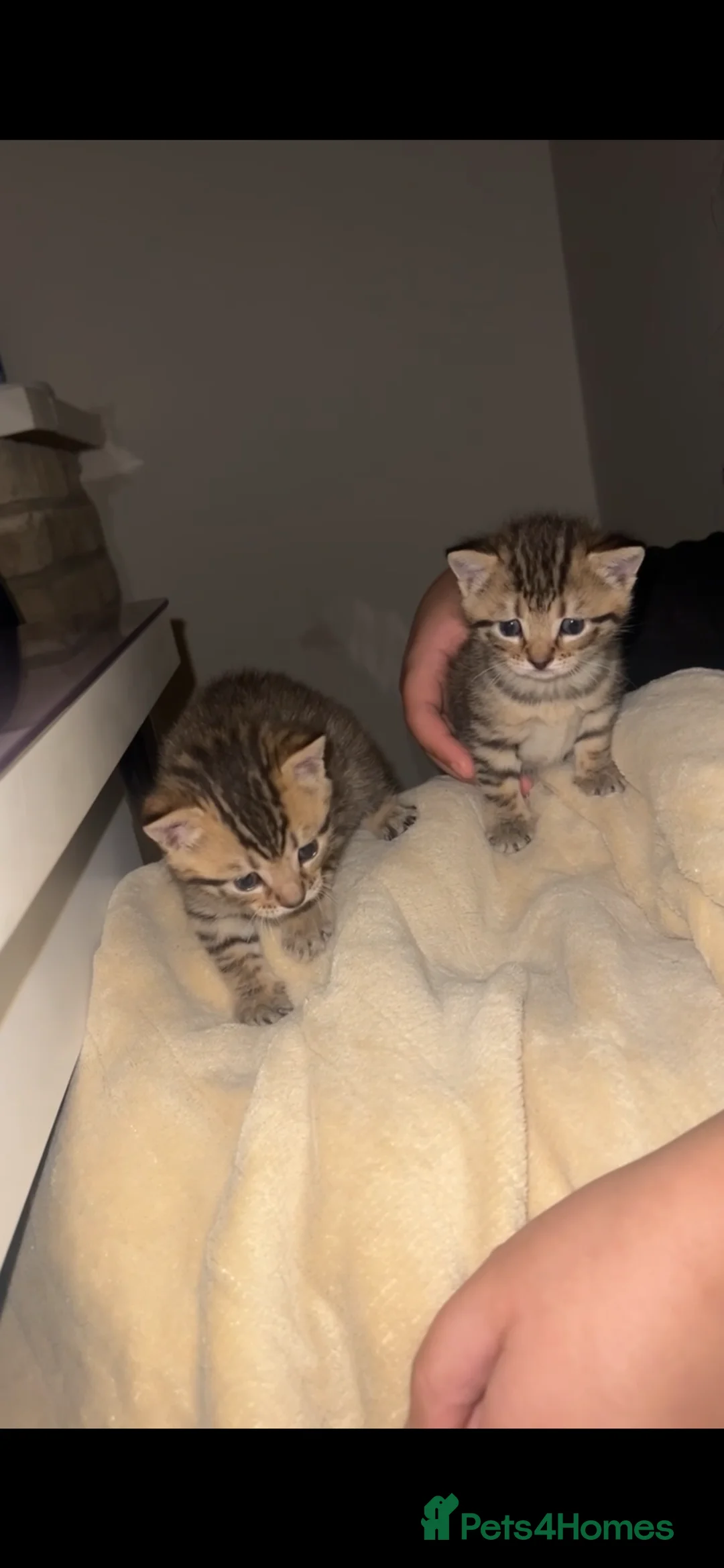Mixed Breed cats for sale: Adorable Tabby Kittens Looking for Loving Homes 🐾 - Advert 6