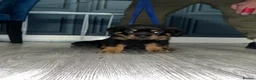 Rottweiler dogs for sale: German x Hungarian Rottweiler puppies - Advert 5