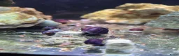 Snails invertebrates for sale: Purple Mystery Snails. Pomacea bridgesii  in Chorley - Advert 2