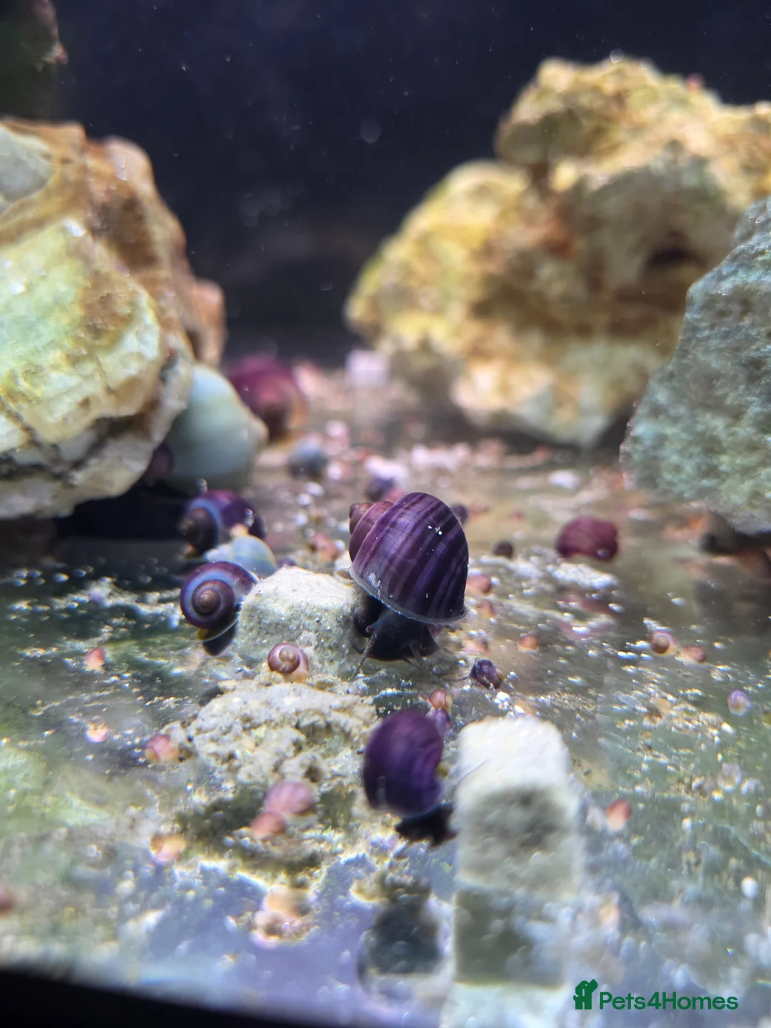 Snails invertebrates for sale: Purple Mystery Snails. Pomacea bridgesii  in Chorley - Advert 2