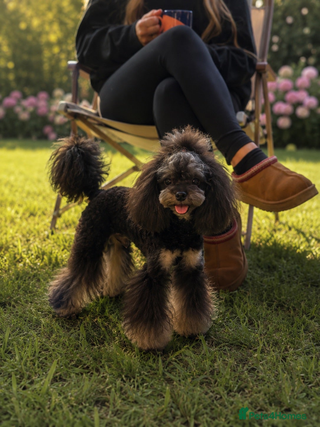 Toy Poodle dogs Phantom carrying chocolate tiny toy poodle stud  - Advert 2