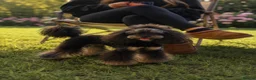 Toy Poodle dogs for stud: Phantom carrying chocolate tiny toy poodle stud  - Advert 2