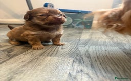 Pomchi dogs for sale: Pomchi - Image 5