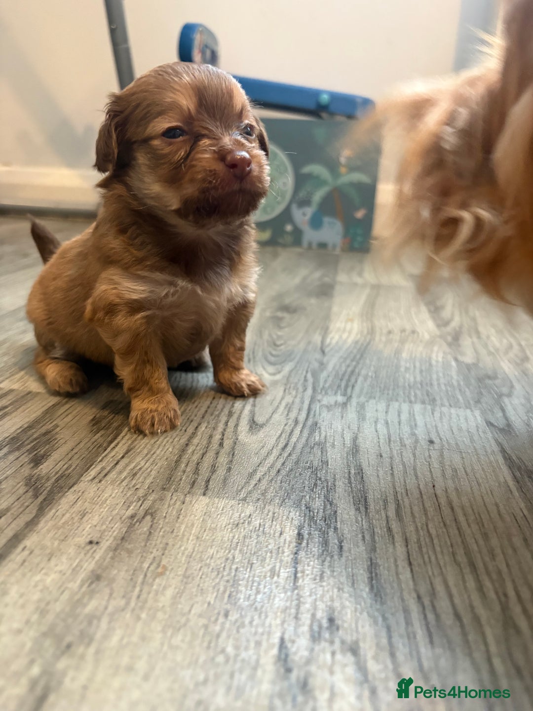 Pomchi dogs for sale: Pomchi - Image 5