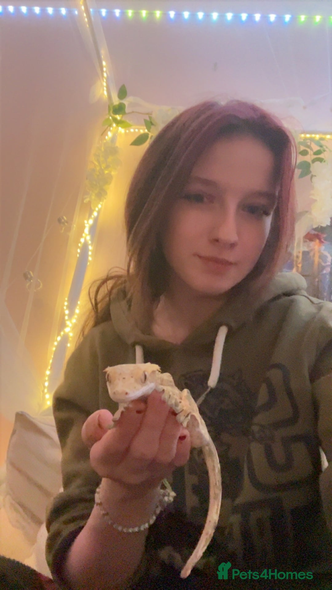 Gecko reptiles for sale: Yellow Dalmatian crested gecko - Advert 3