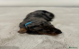 Dachshund dogs for sale: dachshund pups dapple and black & tan - Advert 18