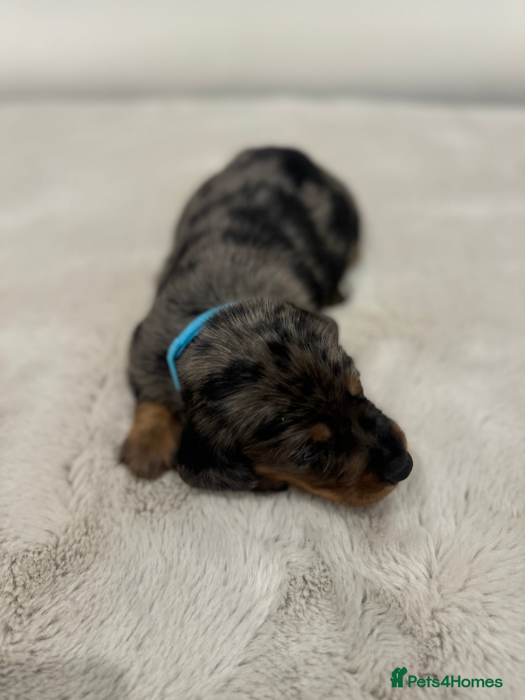 Dachshund dogs for sale: dachshund pups dapple and black & tan - Advert 18