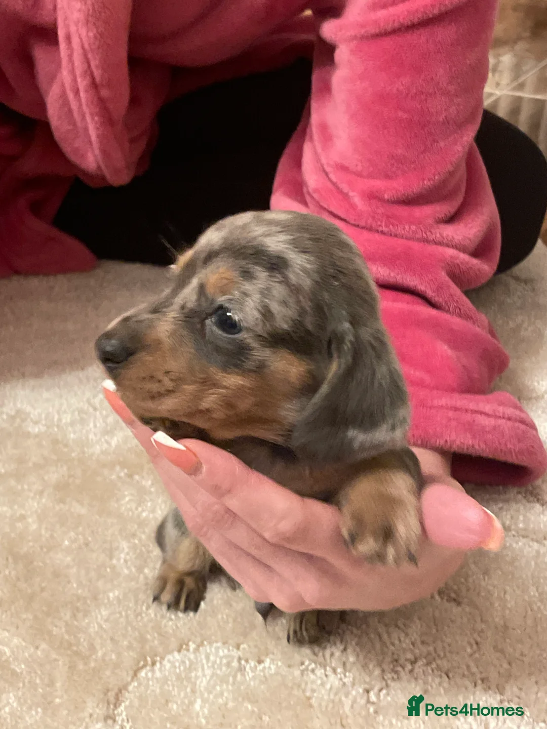 Dachshund dogs for sale: Full breed dachshund  - Advert 10
