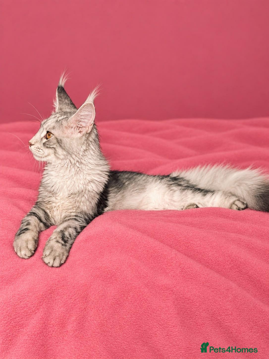 Maine Coon cats 🩷 Stunning Silver Girl – Last of the Litter 🩷 - Advert 2