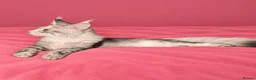 Maine Coon cats for sale: 🩷 Stunning Silver Girl – Last of the Litter 🩷 - Advert 2
