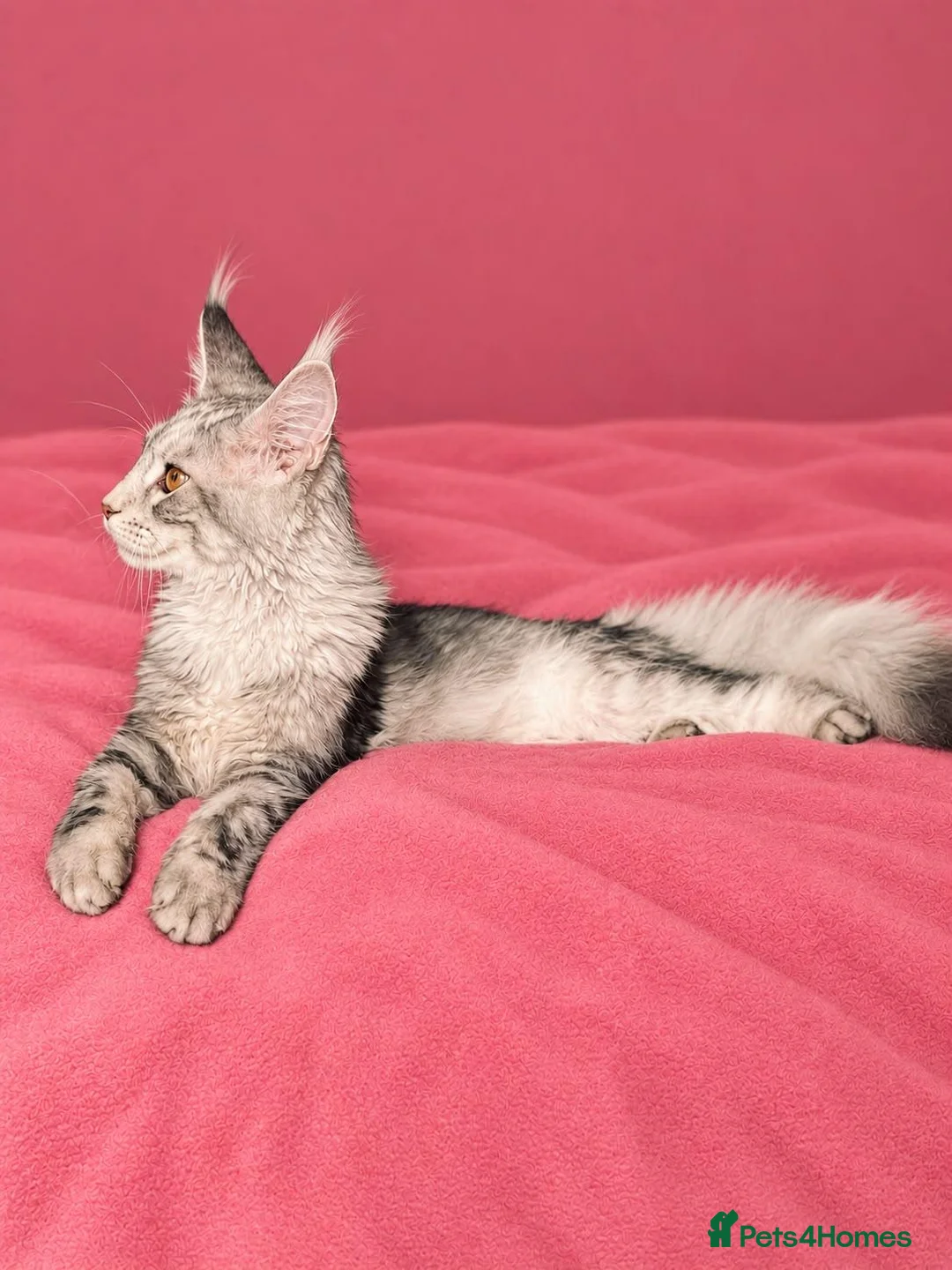 Maine Coon cats for sale: 🩷 Stunning Silver Girl – Last of the Litter 🩷 - Advert 2