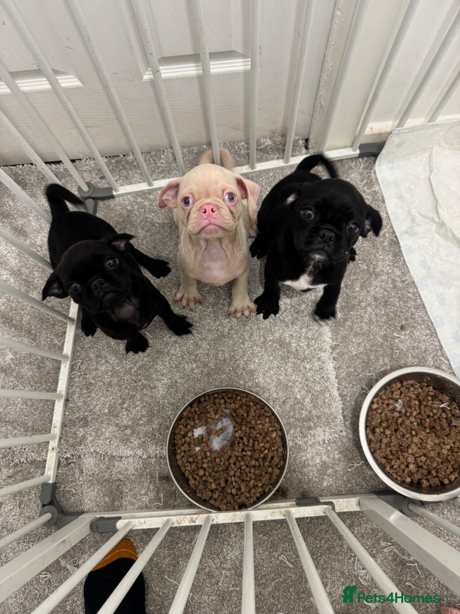 Jug dogs Three adorable jug puppies available for new homes - Advert 11