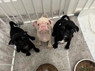 Jug dogs Three adorable jug puppies available for new homes - Advert 11