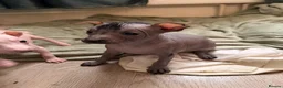 Mexican Hairless dogs for sale: Mexican hairless girls  - Advert 4