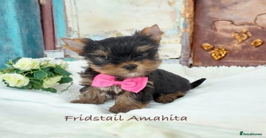 Yorkshire Terrier dogs - Advert 5