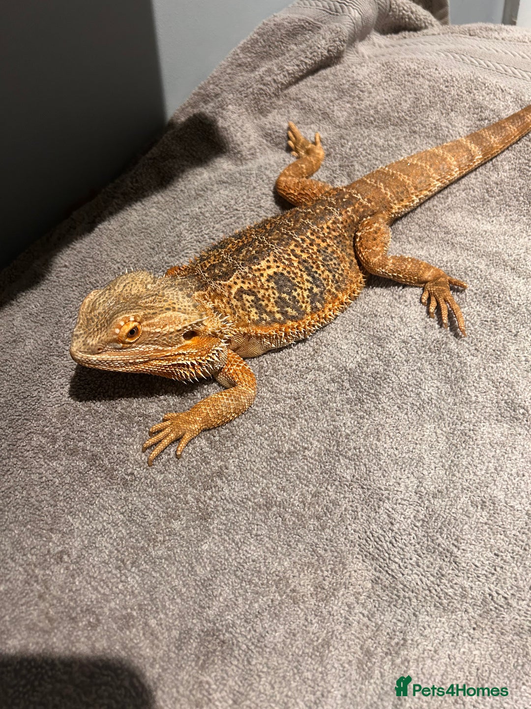 Bearded Dragon reptiles for sale: Blue Bar Breaded Dragon with Vivarium - Advert 2