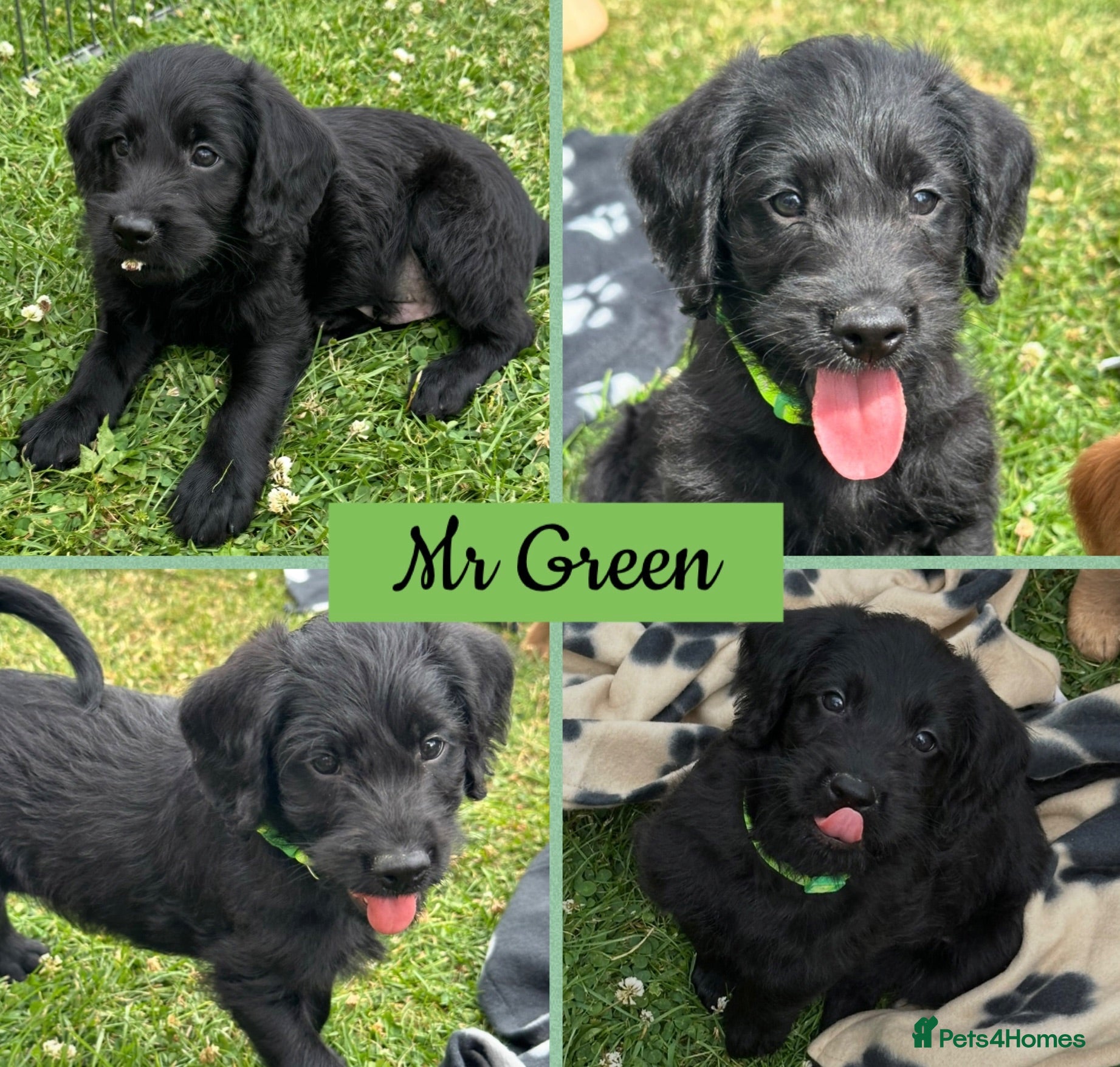 Labradoodle dogs Extensively Health Tested F1 Miniature Labradoodle - Advert 2
