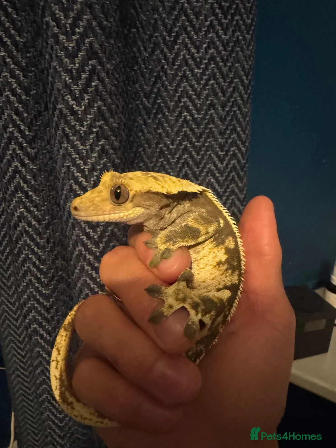 Gecko reptiles for sale: Crested Gecko with set up  - Advert 2