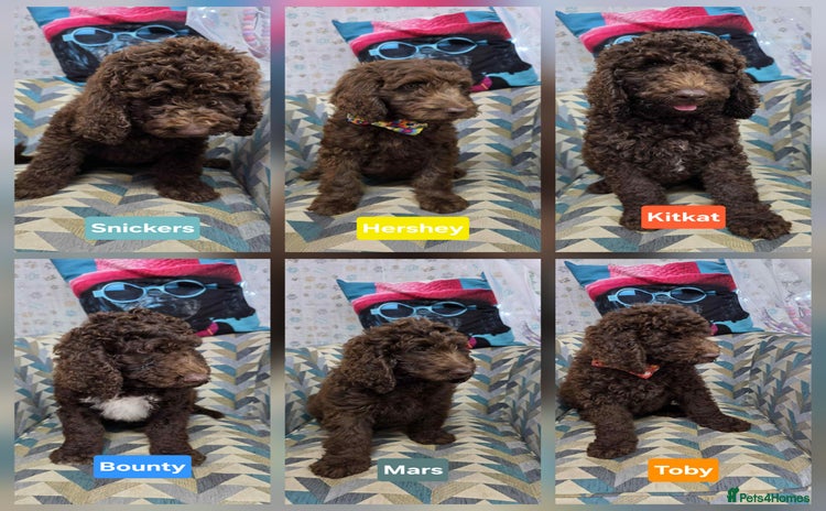 Newfypoo dogs in Doncaster - Advert 2