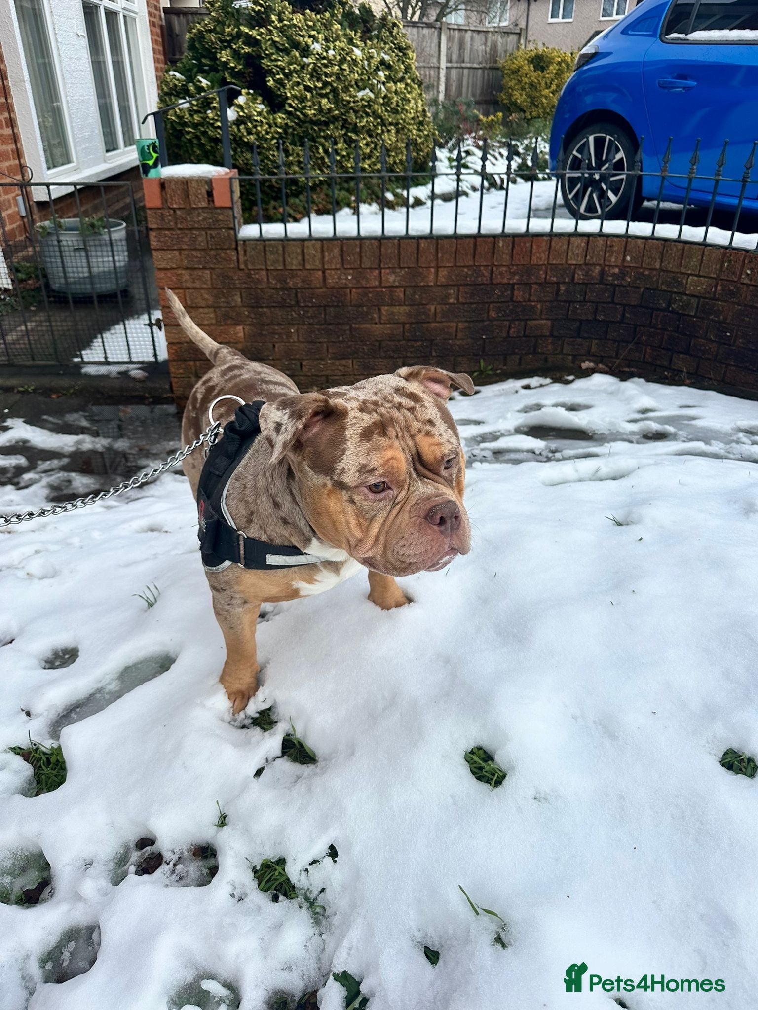 American Bully dogs Pocket bully needs rehoming  - Advert 9