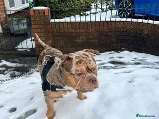 American Bully dogs Pocket bully needs rehoming - Advert 4