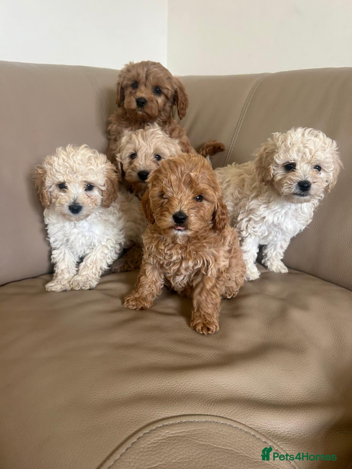 Cavapoo dogs Beautiful f2b cavapoo puppy’s  - Advert 1