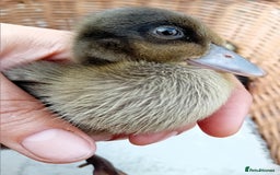 Ducks poultry for sale: Mixed Color Indian Runner Ducklings - Image 14