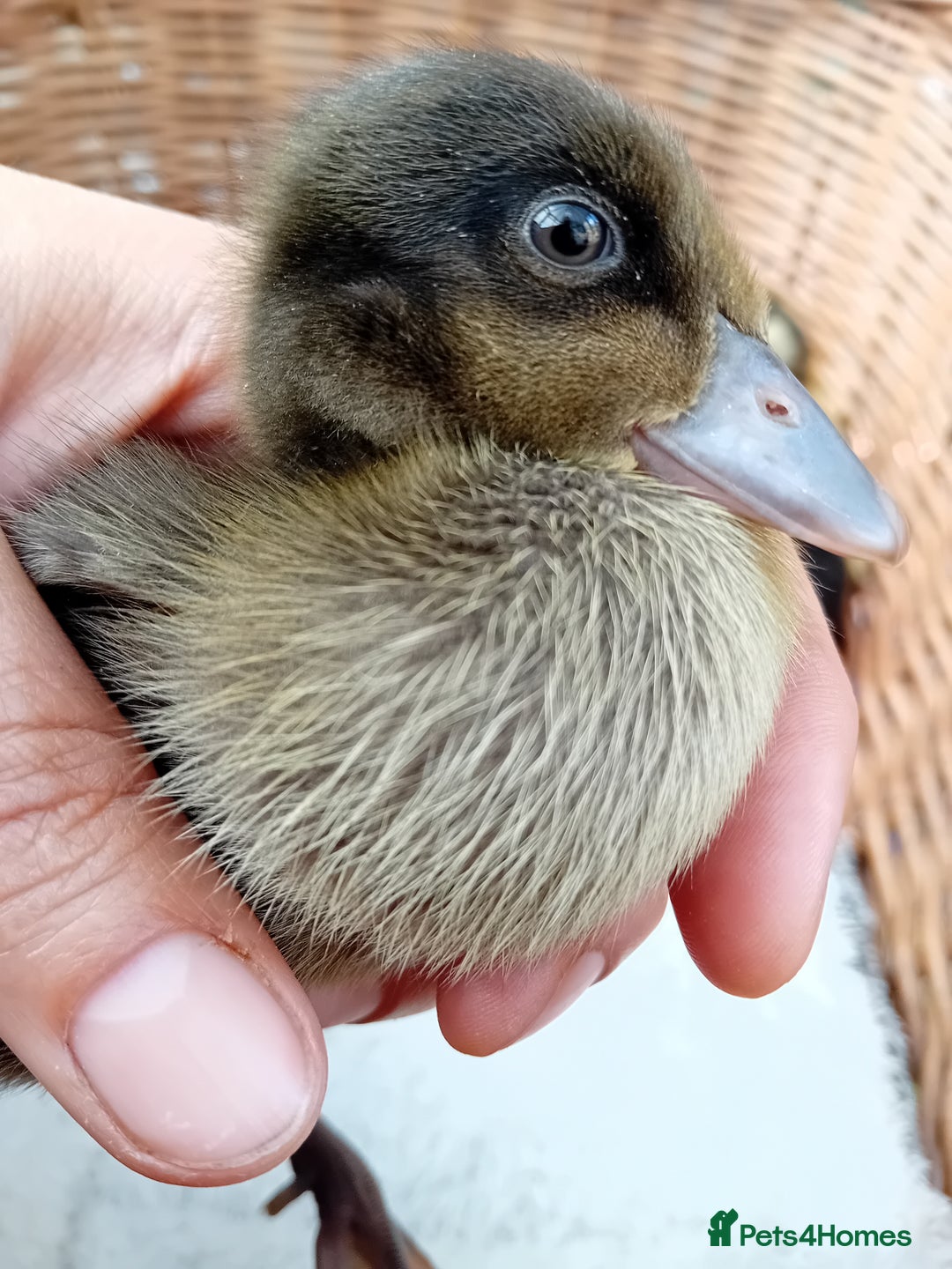 Ducks poultry for sale: Mixed Color Indian Runner Ducklings - Image 14