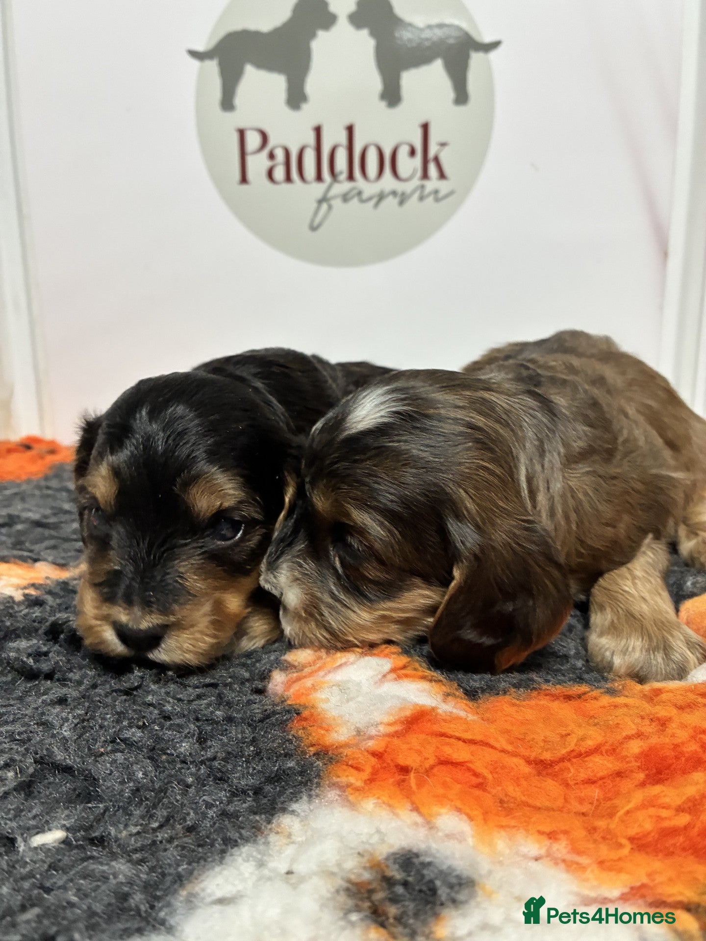 Cockapoo dogs 🌟 Stunning F1 cockapoo puppies 🌟 - Advert 1