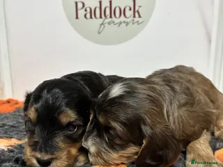 Cockapoo dogs for sale: 🌟 Stunning F1 cockapoo puppies 🌟 - Advert 2