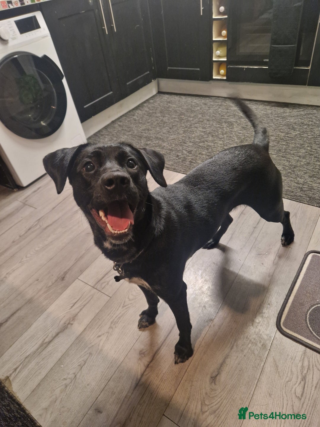 Mixed Breed dogs for sale: Beautiful dalmador Callie  - Image 1