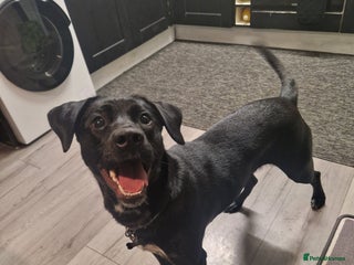 Mixed Breed dogs Beautiful dalmador Callie - Advert 7