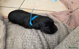 Cocker Spaniel dogs for sale: Working cocker Spaniel puppies KC registered  - Image 9