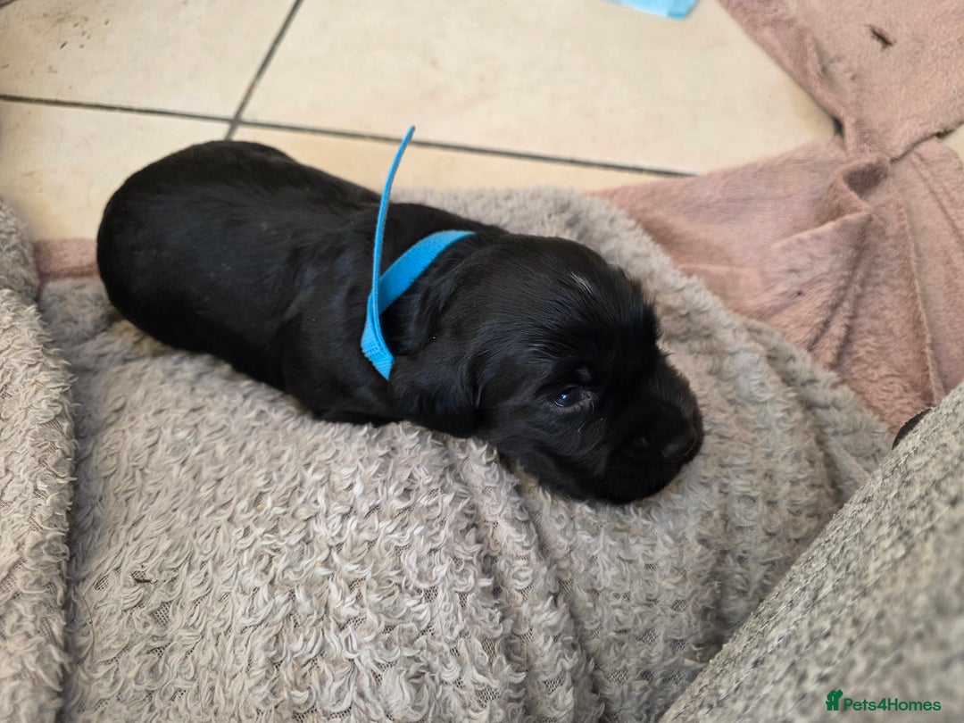 Cocker Spaniel dogs for sale: Working cocker Spaniel puppies KC registered  - Image 9