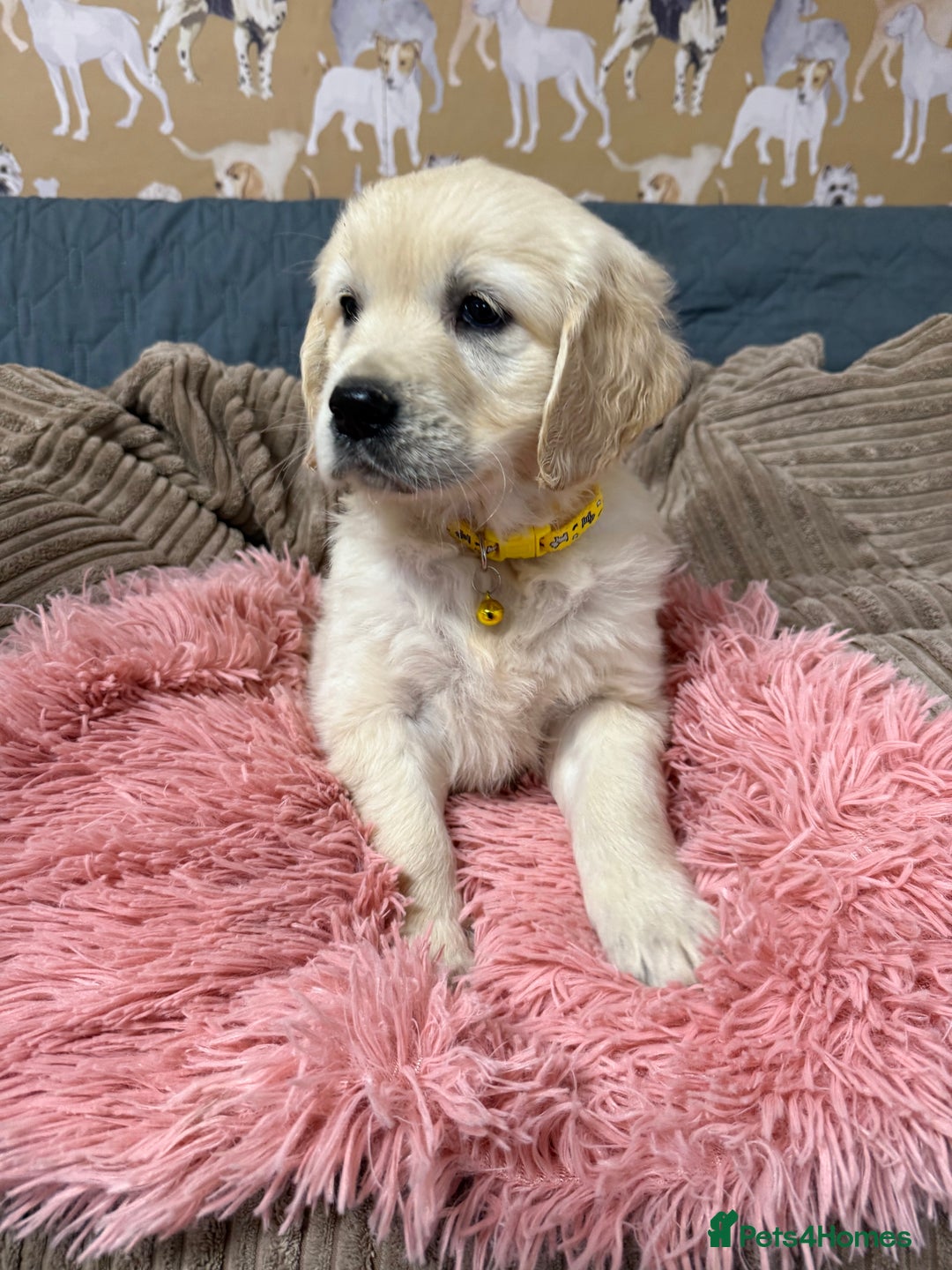 Golden Retriever dogs for sale: Kc registered DNA clear Golden Retriever Puppies - Advert 6