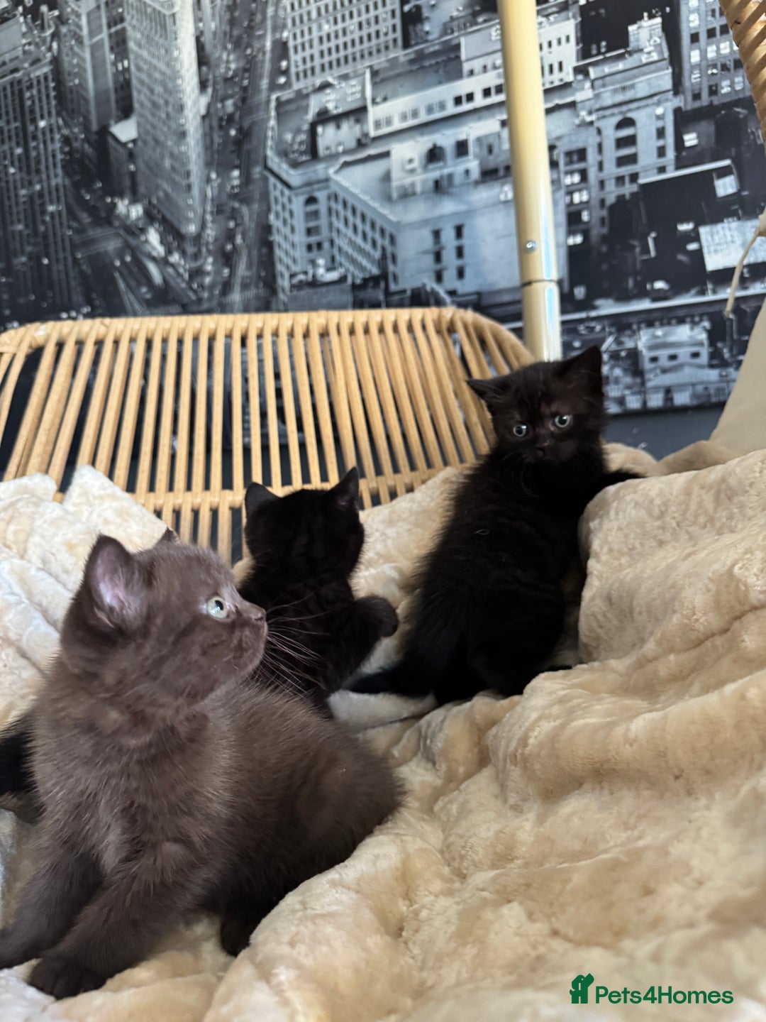 British Shorthair cats for sale: 2 Outstanding BSHLitter Chinchilla &Classic Lines) - Advert 23