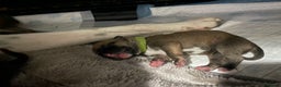 Mixed Breed dogs for sale: Bodeguero Andaluz x French Bulldog Puppies  - Advert 4