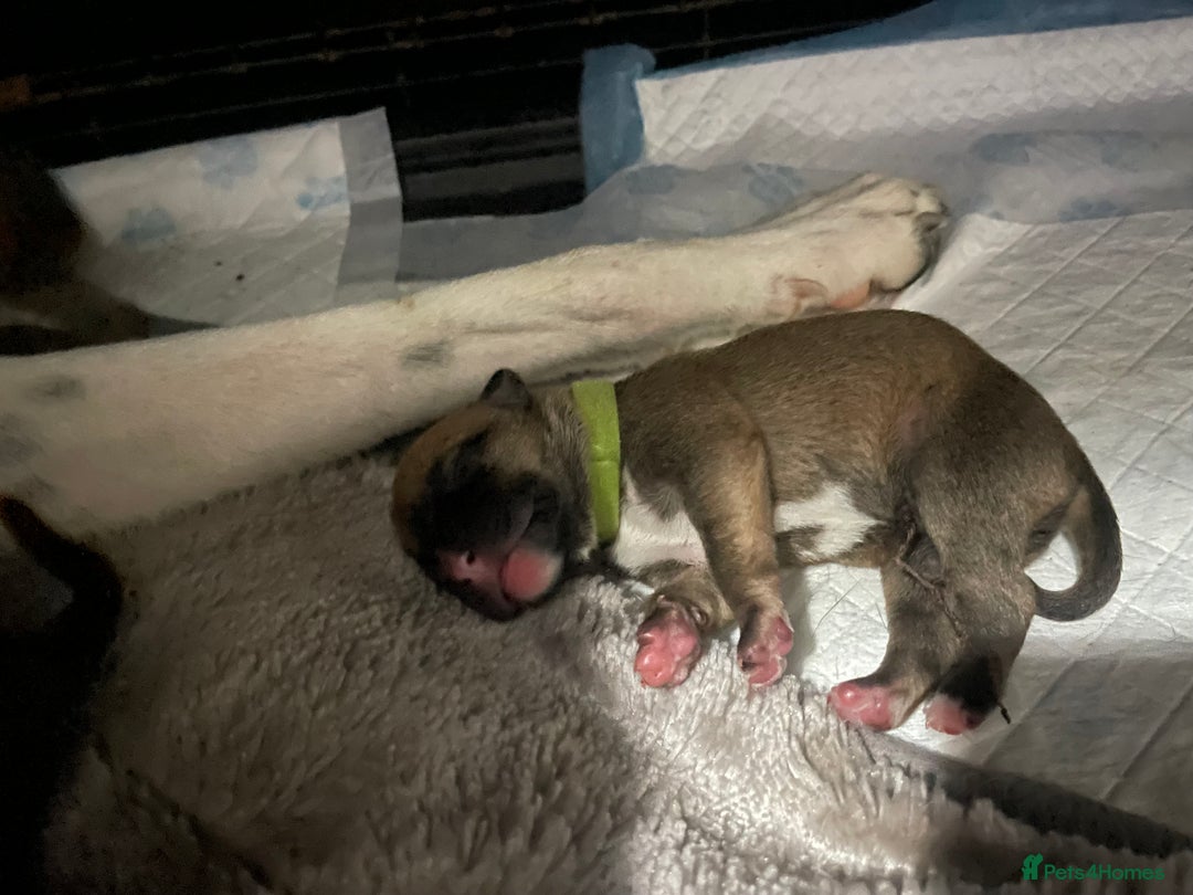 Mixed Breed dogs for sale: Bodeguero Andaluz x French Bulldog Puppies  - Advert 4