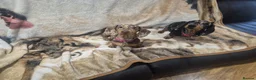 Dachshund dogs for sale: 🐶🐶🐶 2 female Dachshunds 4 months 🐶🐶🐶 - Advert 5
